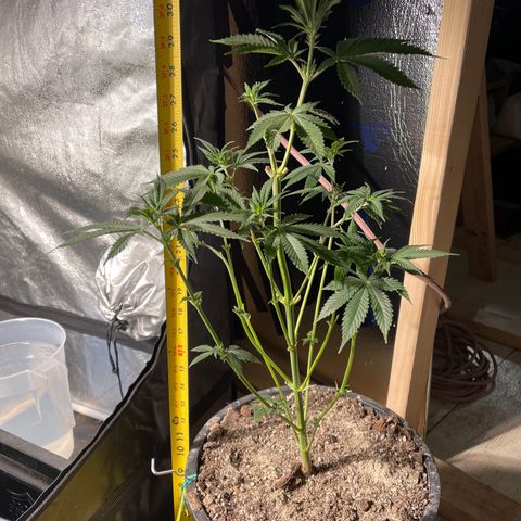 Bruce banger 3 growlog timeline photo