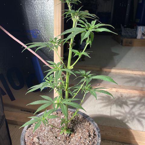 Redbeards cookies 2 growlog timeline photo