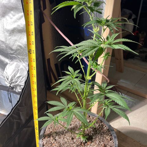 Redbeards cookies 2 growlog timeline photo