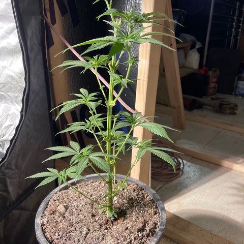 Redbeards cookies 2 growlog timeline photo