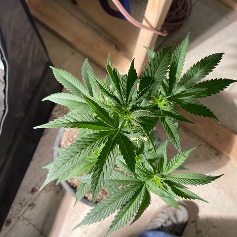 Redbeards cookies 2 growlog timeline photo