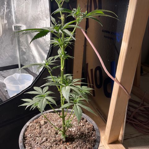 Redbeards cookies 2 growlog timeline photo