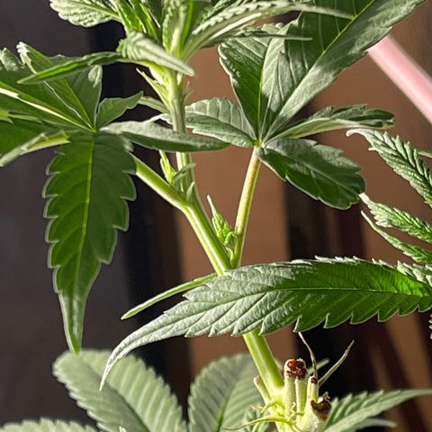 Redbeards cookies 2 growlog timeline photo