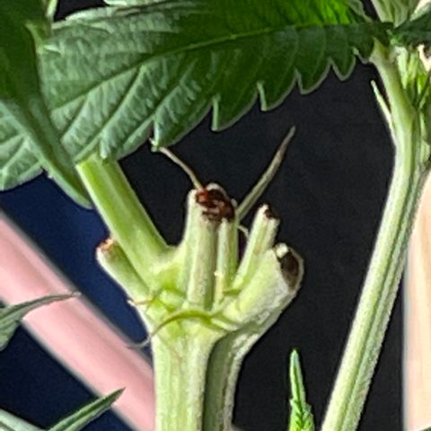Redbeards cookies 2 growlog timeline photo