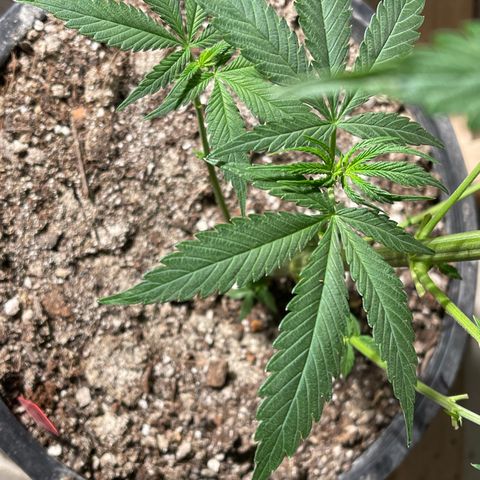 Redbeards cookies 2 growlog timeline photo
