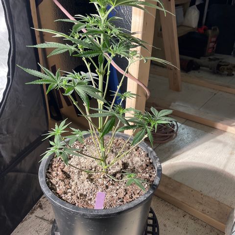 Wedding cake growlog timeline photo