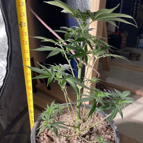 Wedding cake growlog timeline photo