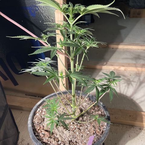 Wedding cake growlog timeline photo