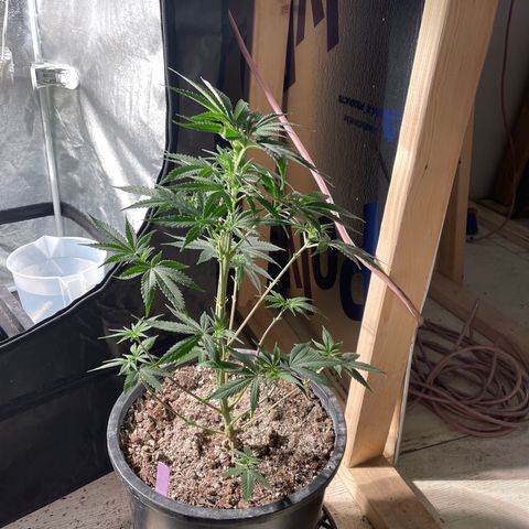 Wedding cake growlog timeline photo
