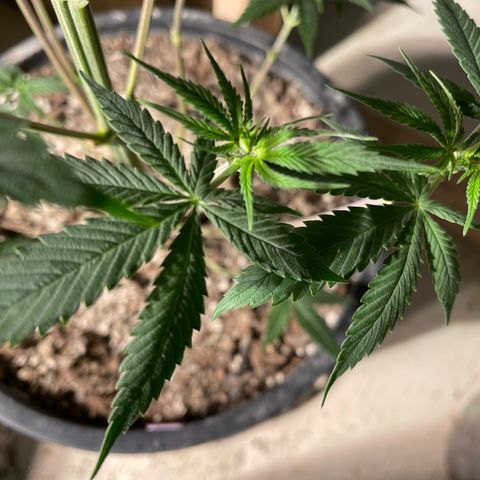Wedding cake growlog timeline photo