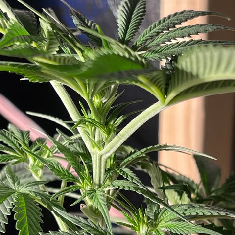 Wedding cake growlog timeline photo