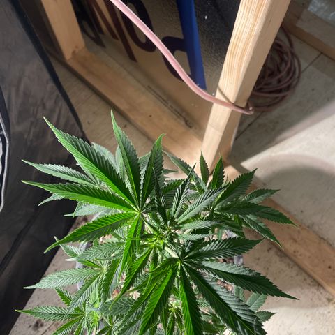 Wedding cake growlog timeline photo