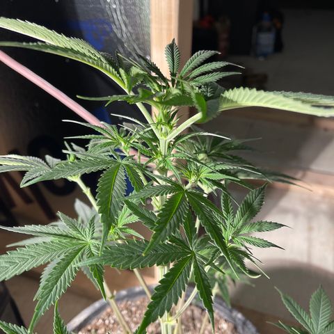 Wedding cake growlog timeline photo