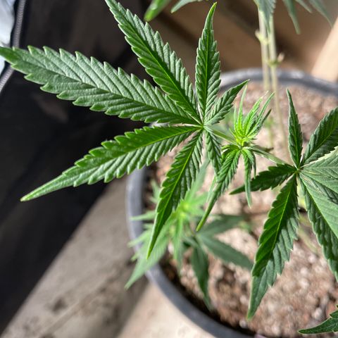 Wedding cake growlog timeline photo