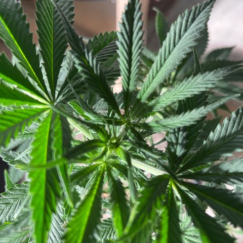 Wedding cake growlog timeline photo