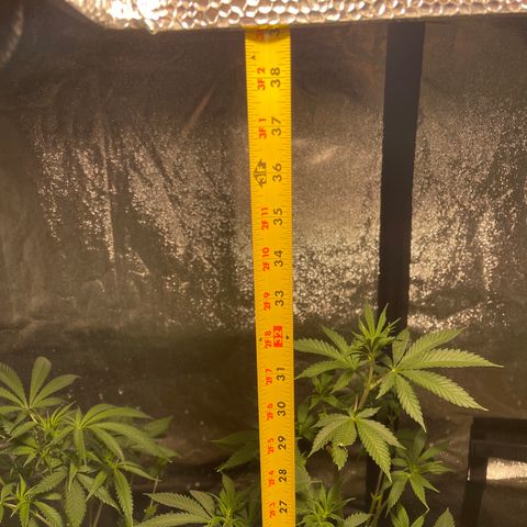 Bruce banger 3 growlog timeline photo