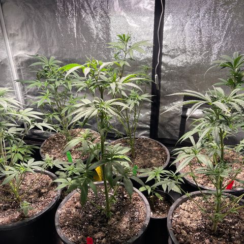 Bruce banger 3 growlog timeline photo