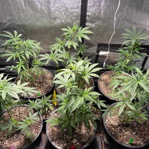 Bruce banger 3 growlog timeline photo