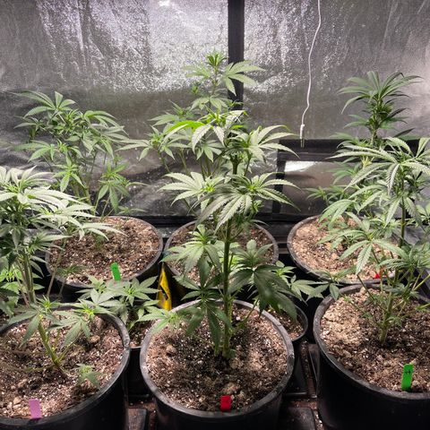 Bruce banger 3 growlog timeline photo