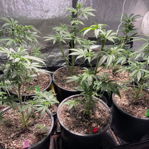 Bruce banger 3 growlog timeline photo