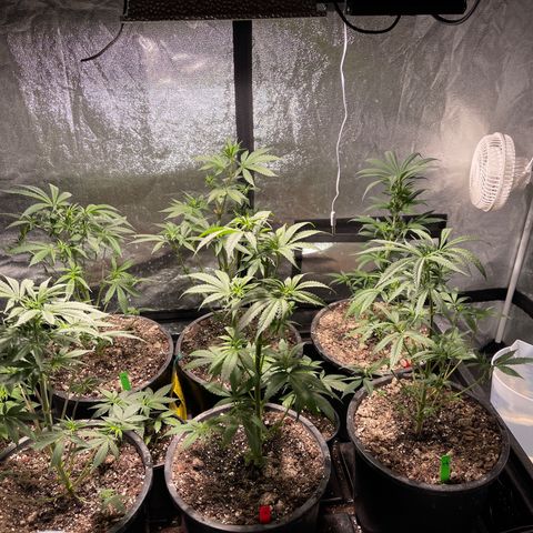 Bruce banger 3 growlog timeline photo
