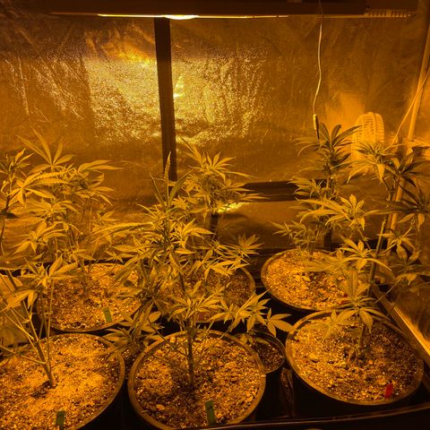 Bruce banger 3 growlog timeline photo