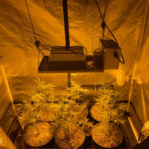Bruce banger 3 growlog timeline photo