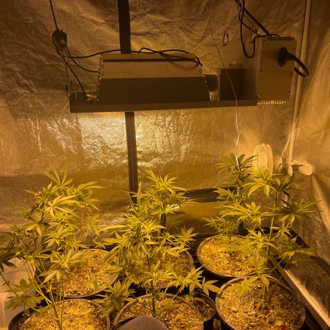 Bruce banger 3 growlog timeline photo