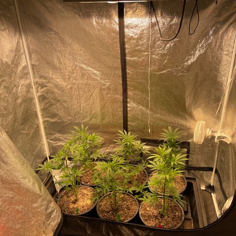 Bruce banger 3 growlog timeline photo
