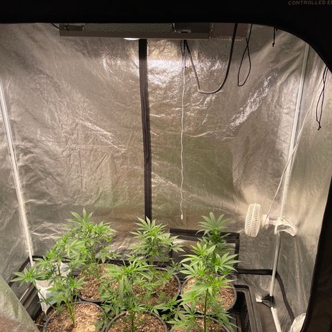Bruce banger 3 growlog timeline photo