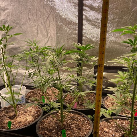 Bruce banger 3 growlog timeline photo