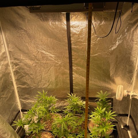 Bruce banger 3 growlog timeline photo