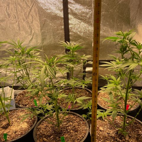 Bruce banger 3 growlog timeline photo