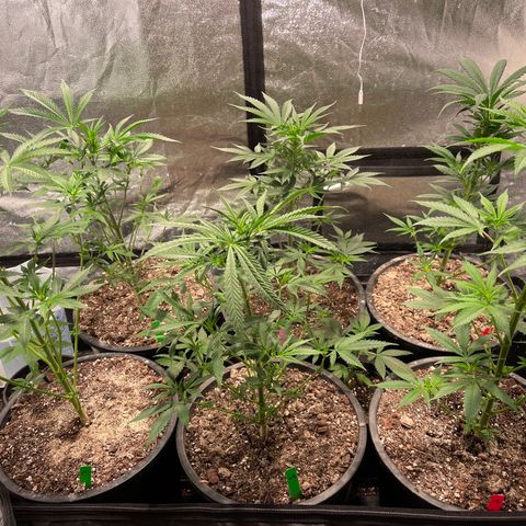 Bruce banger 3 growlog timeline photo