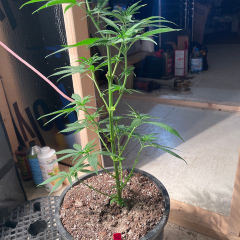 Redbeards cookies 2 growlog timeline photo