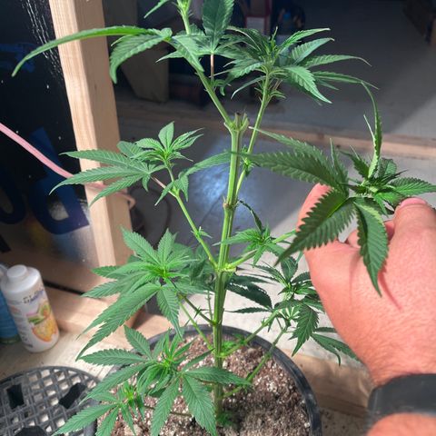 Redbeards cookies 2 growlog timeline photo