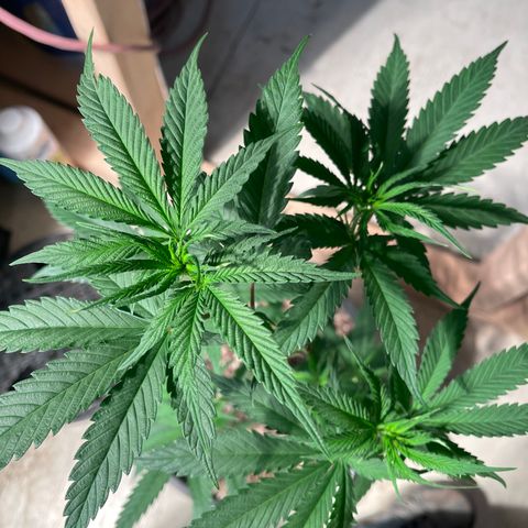 Redbeards cookies 2 growlog timeline photo