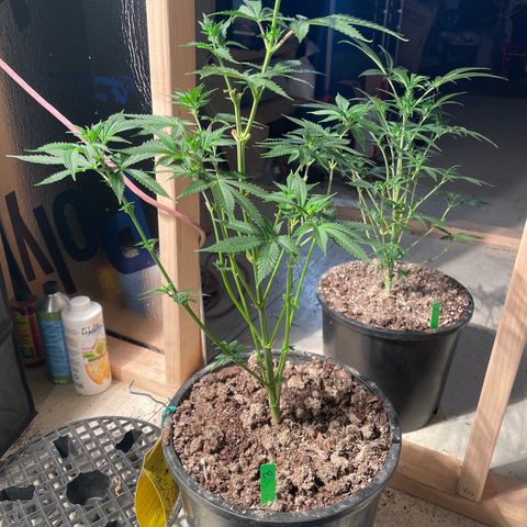 Bruce banger 3 growlog timeline photo