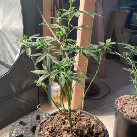 Bruce banger 3 growlog timeline photo