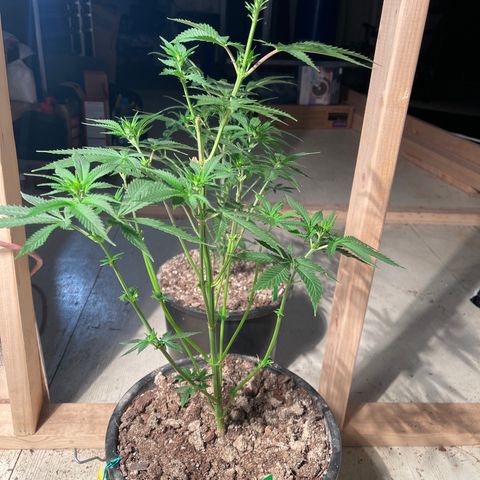 Bruce banger 3 growlog timeline photo