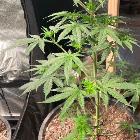 Wedding cake growlog timeline photo