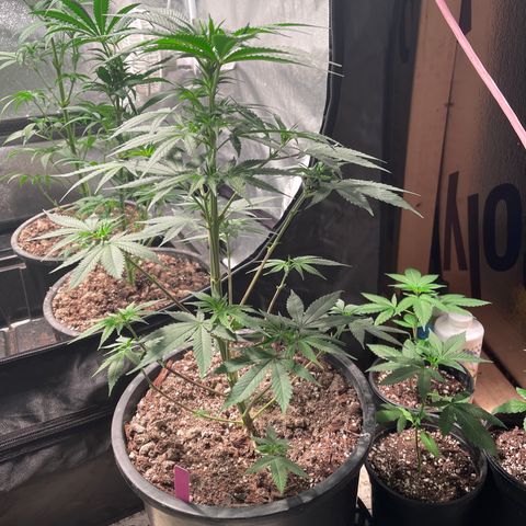 Wedding cake growlog timeline photo