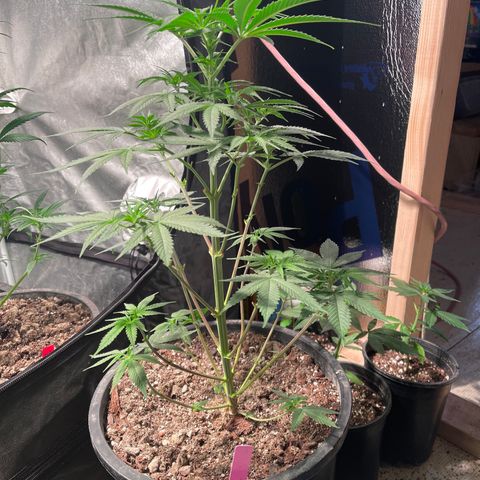 Wedding cake growlog timeline photo