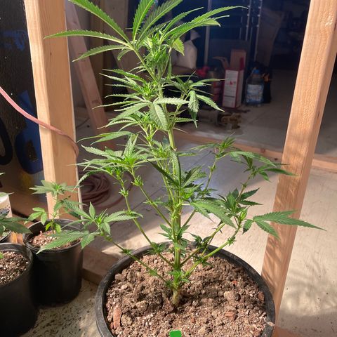 Bruce banger 1 growlog timeline photo