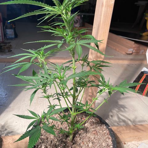 Bruce banger 1 growlog timeline photo