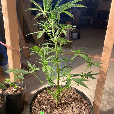 Bruce banger 1 growlog timeline photo