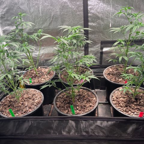Bruce banger 3 growlog timeline photo