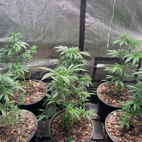 Bruce banger 3 growlog timeline photo