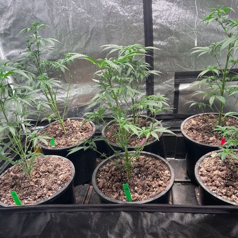 Bruce banger 3 growlog timeline photo
