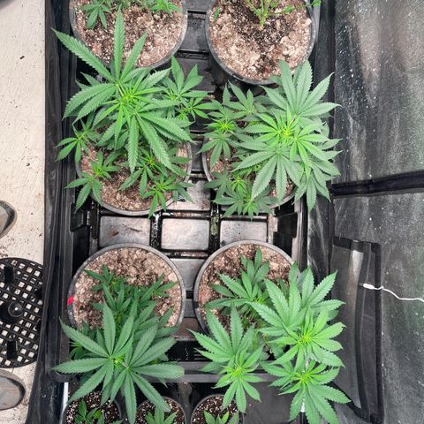 Bruce banger 3 growlog timeline photo